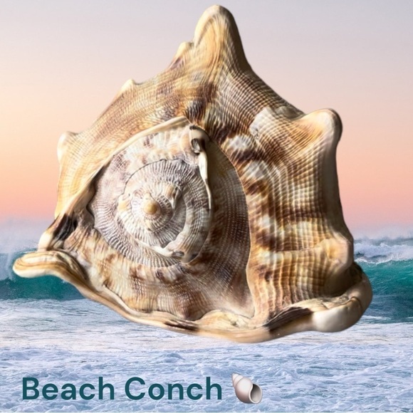 Other - Conch  tiger striped 🐚 Medium
